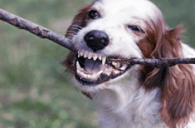 Morsure de chien : l'enfant est décédé