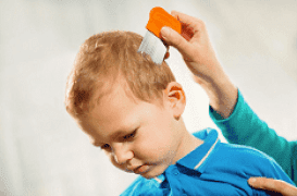 Attention aux huiles essentielles de lavande et d’arbre à thé contre les poux