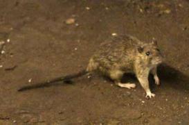 Peste à Madagascar : comment se propage l'infection