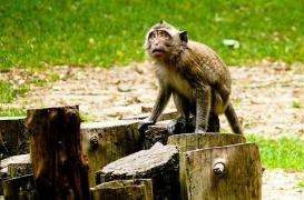 Labenne : les deux derniers macaques ont été capturés