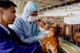 Grippe H7N9 : La première transmission interhumaine est confirmée  