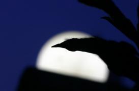 Pleine lune : pas d'influence sur le sommeil des enfants