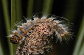 Chenilles processionnaires : elles menacent dans le Sud