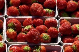 9 fraises sur 10 contiennent des pesticides