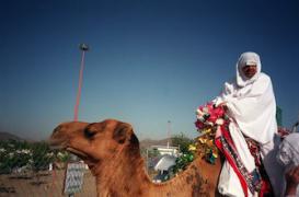 Coronavirus : un chameau infecté par le virus en Arabie Saoudite