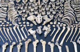 Nos ancêtres avaient des os plus solides