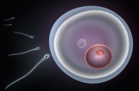 Le mystère de la fusion du spermatozoïde avec l’ovule décrypté   