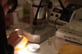 Cancers héréditaires : 37 000 personnes à risque identifiées