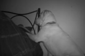 Diabète : des chiens capables de détecter les hypoglycémies 