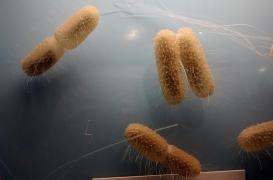 Un antibiotique efficace  contre l'antibiorésistance