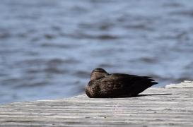 Grippe aviaire : un nouveau foyer à la frontière franco-belge