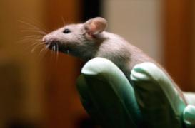 Les chercheurs hommes perturbent les souris de laboratoire  