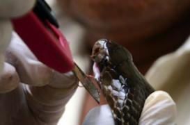 Le venin, une arme anti-cancer ? 