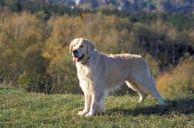La thérapie génique au secours des hémophiles 