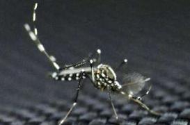 Chikungunya : la Guyane passe en 