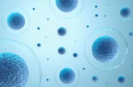 Guérison des plaies : comment les cellules savent où se déplacer ?