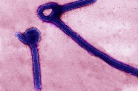 Ebola en Sierra Leone : mort d'un bébé après 111 jours sans cas d'infection