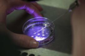 Italie : l'échange d'embryon dû à une similitude des noms de famille