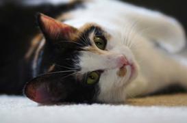 Allergie au chat : un traitement pourrait voir le jour