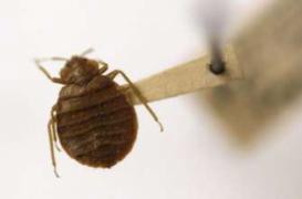 Des scientifiques inventent un piège à punaises de lit