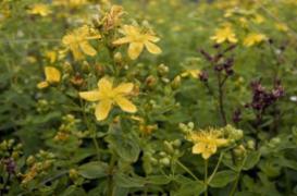 Le millepertuis réduit l’efficacité de certains contraceptifs