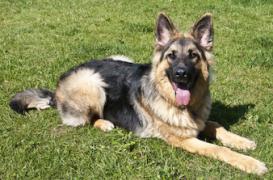 Cancer de la thyroïde : ces chiens qui le flairent