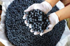 Des antioxydants pour doper la mémoire des seniors