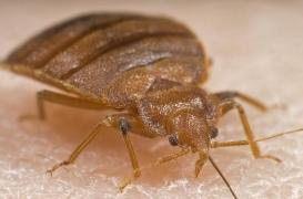 Les punaises de lit résistent aux insecticides