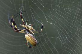 Une araignée venimeuse géante sort d'une banane bio