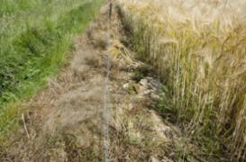 Pesticides : les effets s'étendent sur trois générations