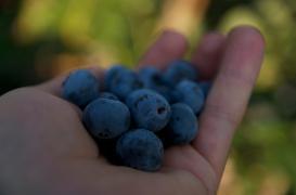 Alzheimer : les myrtilles préservent du déclin cognitif