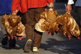 Virus H7N9 : la Chine augmente le niveau d'alerte