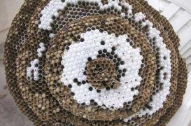 Le frelon asiatique bientôt éradiqué grâce à des chercheurs