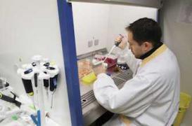 Pancréas : un virus modifié détruit les cellules cancéreuses