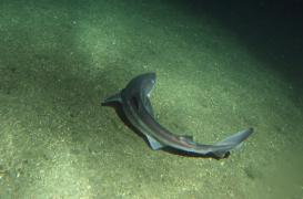 Parkinson : une protéine issue du requin démontre son efficacité