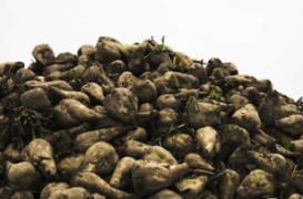 Une protéine de la betterave contre les pénuries de sang