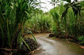Sommeil : la canne à sucre efficace pour calmer les troubles
