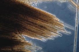 Canaries : une micro-algue urticante prolifère sur les plages