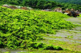 Des algues vertes affecteraient des fonctions du cerveau