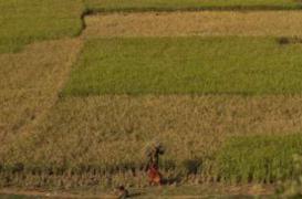 Les déficits cognitifs reculent chez les agriculteurs