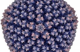 Diarrhée : le virus responsable mieux identifié pour mieux s’en débarrasser