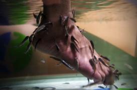 La fish pédicure présente des risques sanitaires