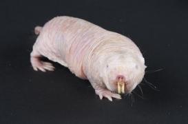 Rat-taupe nu : les scientifiques lui découvrent un nouveau 