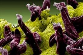 Paludisme : une forme résistante gagne le Vietnam