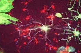 Comment le cerveau transforme les odeurs en souvenirs à long terme ?