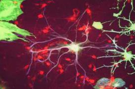 Mémoire : pourquoi les souvenirs de la petite enfance ne restent pas gravés