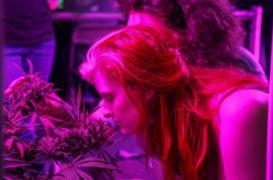 Légalisation du cannabis : les lois sur le tabac et l’alcool servent d'exemple