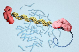 Cancer du sein : des chercheurs ont décodé le gène BRCA2 