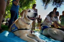 Cancer de la prostate : des chiens très efficaces pour « sentir » la tumeur