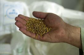 Les céréales complètes ont un effet protecteur sur le cœur